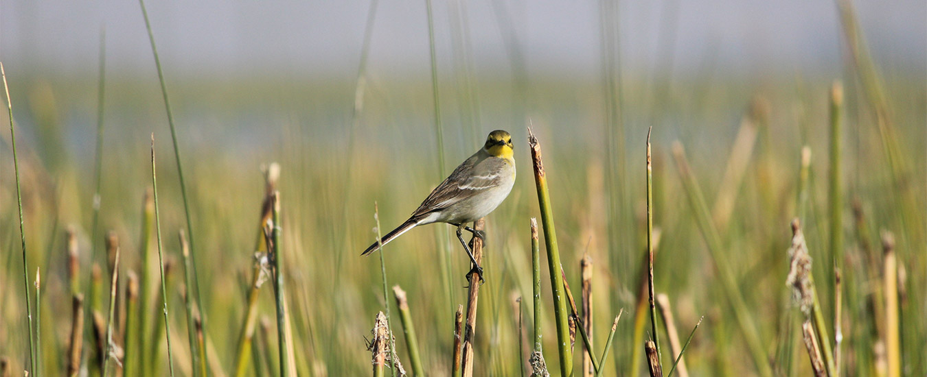 Bird Watcher’s Platform